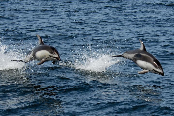 Dolphins are seen jumping in the ocean 